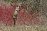SPRING DOE #3
