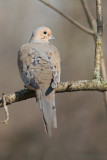 PORTRAIT OF A DOVE