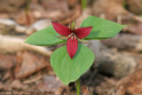 RED TRILLIUM
