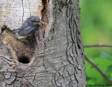 Nuthatch-Fledgling-9923.jpg