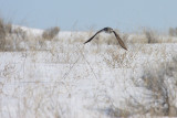 Northern Hawk Owl(Surnia ulula)