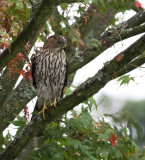 Coopers Hawk(Accipiter cooperii)