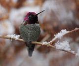 Annas Hummingbird(Calypte annas)