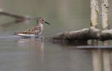 Least Sandpiper(Calidris minutilla)