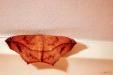 Mothra, Night Visitor