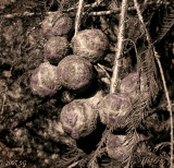Larch Grapes