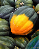 Acorn Squash