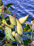 Milkweed Microcosm