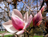 Magnolia Opens