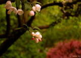 Crab Apple Blossoms