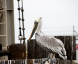 port aransas, texas