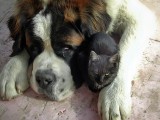 like cat and dog