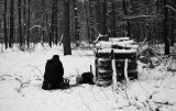 forest work