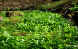 dancing with green
