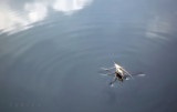 what I talk about, when I talk about walking on water and love
