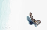 wild moth play with z