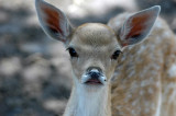 Young deer