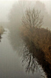 Spiegelboom