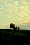 Dikesheep & Sheepclouds