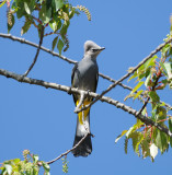 Grey Silky Flycatcher_Moxviquil