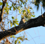 Golden-fronted Woodpecker_Tuxtla Zoo