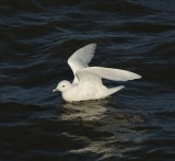 Ivory Gull