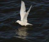 Ivory Gull