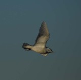 Ivory Gull