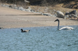 Trumpeter Swan and Cackling Goose