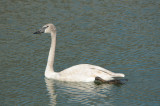 Trumpeter Swan