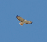 Light phase Eastern Red-tailed Hawk with Kriders introgression