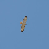 Light phase Eastern Red-tailed Hawk with Kriders introgression