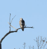 Light phase Eastern Red-tailed Hawk with Kriders introgression