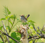 Bewicks Wren