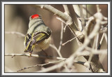 Ruby Crowned Kinglet