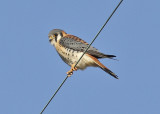 American Kestrel 2009