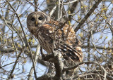 Barred Owl - Cane Creek