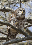 Barred Owl - Cane Creek
