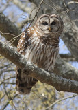 Barred Owl - Cane Creek