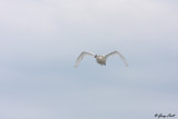 Tundra Swan in Flight.jpg