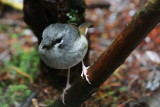 Ashy Robin