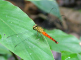 Odonata