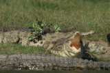 Nile Crocodies at Murchinson Falls