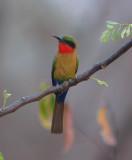 Red-throated Bee-eater