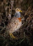 Plains-wanderer