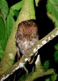 Vermiculated Screech-Owl