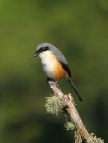 Mountain (Grey-capped) Shrike