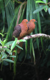Philippine-Cuckoo-dove-Mind.jpg