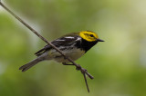 Black-throated Green Warbler