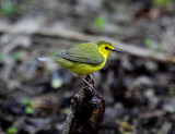 Hooded Warbler